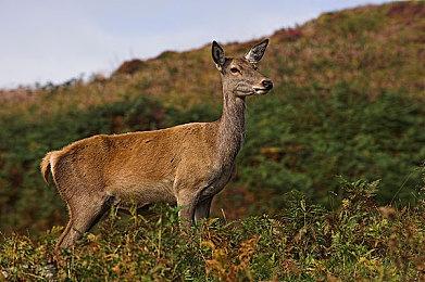 《刺客信条：影》男女主角都有同性恋爱 不愧是育碧！